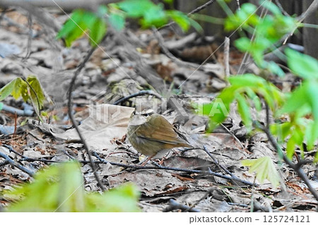 A bush cricket that descended to the ground A bush cricket that descended to the ground 125724121