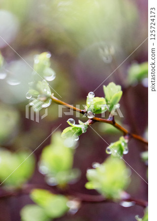 Dew on green leaves close up. Raindrops on bush with young leaves. Fresh nature background. Garden with droplets. Springtime concept. Rainy weather concept. Beautiful morning dew in the meadow. Dew on green leaves close up. Raindrops on bush with young leaves. Fresh nature background. Garden with droplets. Springtime concept. Rainy weather concept. Beautiful morning dew in the meadow. 125724173