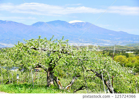 View of Mount Asama from the apple orchards of Gorinkubo (Tateshina Town, Nagano Prefecture) [May 2025] 125724366