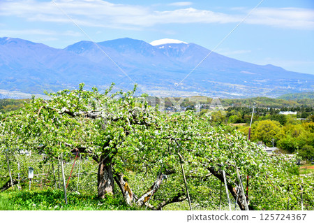 View of Mount Asama from the apple orchards of Gorinkubo (Tateshina Town, Nagano Prefecture) [May 2025] 125724367