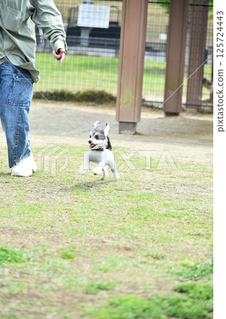 Chihuahua and Maltese mixed breed 125724443