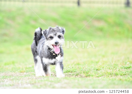Chihuahua and Maltese mixed breed 125724458
