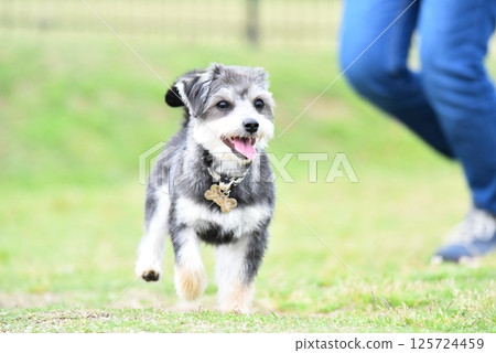 Chihuahua and Maltese mixed breed Chihuahua and Maltese mixed breed 125724459