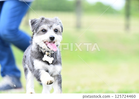 吉娃娃和馬耳他犬的混血 125724460