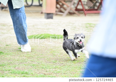 吉娃娃和馬耳他犬的混血 125724465