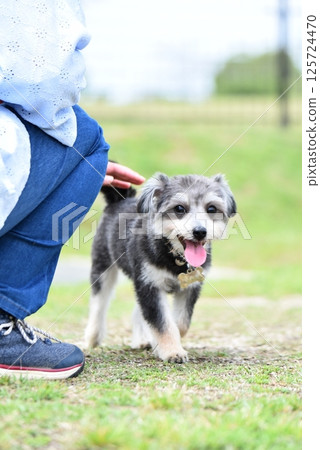 吉娃娃和馬耳他犬的混血 125724470