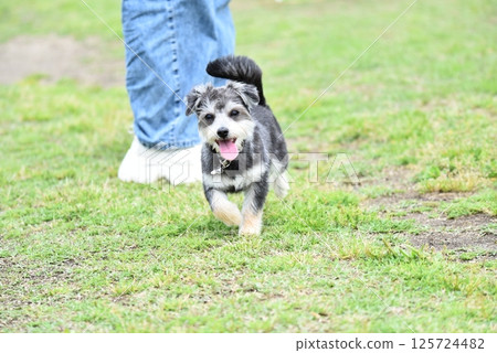 Chihuahua and Maltese mixed breed Chihuahua and Maltese mixed breed 125724482