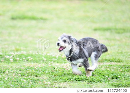 Chihuahua and Maltese mixed breed 125724490