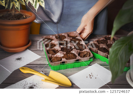 Gardening. The woman is engaged in planting plants, flowers in peat tablets. A woman pours water and fills with water peat tablets. Gardening. The woman is engaged in planting plants, flowers in peat tablets. A woman pours water and fills with water peat tablets. 125724637