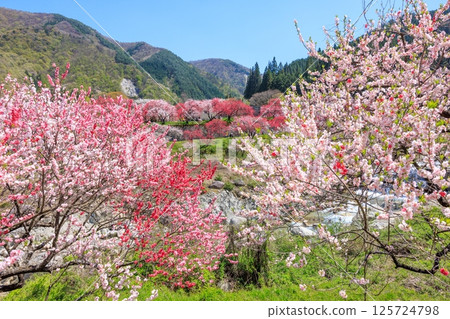 Hanamomo no Sato (Achi Village, Shimoina District, Nagano Prefecture) 125724798