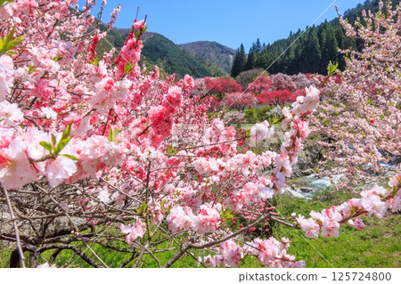 Hanamomo no Sato (Achi Village, Shimoina District, Nagano Prefecture) 125724800