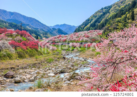 Hanamomo no Sato (Achi Village, Shimoina District, Nagano Prefecture) Hanamomo no Sato (Achi Village, Shimoina District, Nagano Prefecture) 125724801