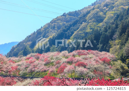 桃花村[長野縣下伊那郡阿智村] 125724815