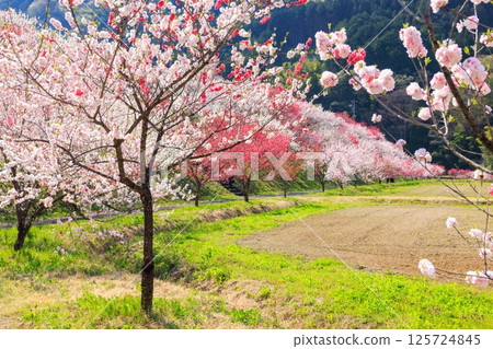 桃花村[長野縣下伊那郡阿智村] 125724845