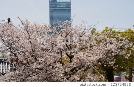 Harukas and cherry blossoms Harukas and cherry blossoms 125724938