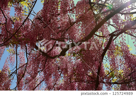 Wisteria flowers swaying in the breeze 125724989