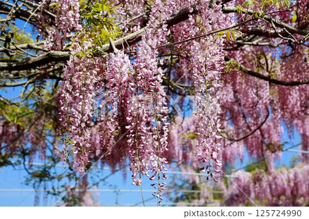 紫藤花在微風中搖曳 125724990