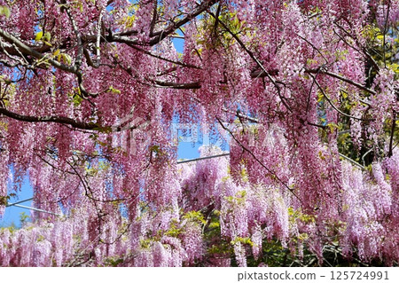 紫藤花在微風中搖曳 紫藤花在微風中搖曳 125724991