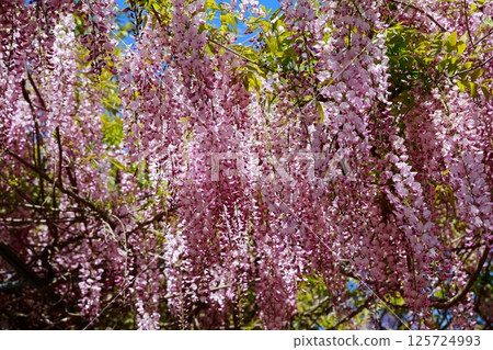Wisteria flowers swaying in the breeze Wisteria flowers swaying in the breeze 125724993