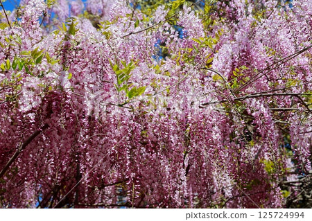 紫藤花在微風中搖曳 紫藤花在微風中搖曳 125724994