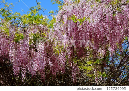 紫藤花在微風中搖曳 125724995