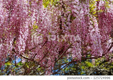 Wisteria flowers swaying in the breeze 125724996