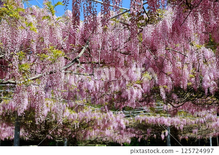 Wisteria flowers swaying in the breeze 125724997