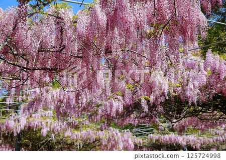 紫藤花在微風中搖曳 125724998