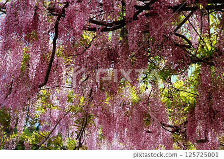 紫藤花在微風中搖曳 125725001