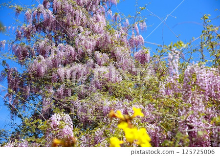 Wisteria flowers swaying in the breeze Wisteria flowers swaying in the breeze 125725006