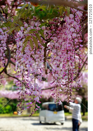 紫藤花在微風中搖曳 紫藤花在微風中搖曳 125725010