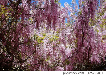 紫藤花在微風中搖曳 125725011