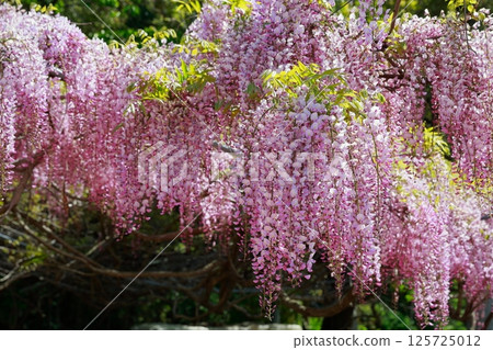 紫藤花在微風中搖曳 125725012