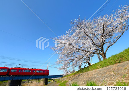 Cherry blossoms in full bloom and Meitetsu train Cherry blossoms in full bloom and Meitetsu train 125725016