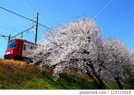 盛開的櫻花和名鐵列車 盛開的櫻花和名鐵列車 125725028