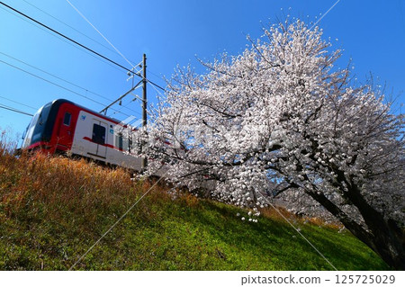 盛開的櫻花和名鐵列車 盛開的櫻花和名鐵列車 125725029