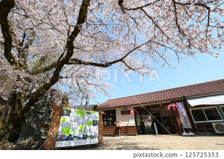 Cherry blossoms bloom at Kasagi Station on the Kansai Main Line 125725353