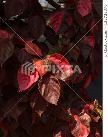 Admiring the Vibrant Red and Brown Leaves Under the Beautiful Autumn Light and Glow Admiring the Vibrant Red and Brown Leaves Under the Beautiful Autumn Light and Glow 125725376