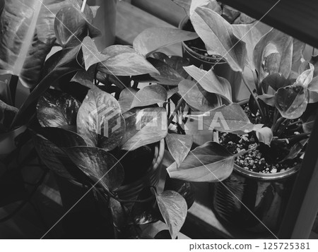 An Elegant Indoor Plant Arrangement in shades of Black and White that captivates the eye 125725381