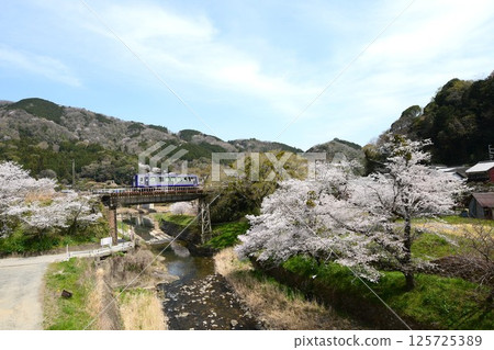 Cherry blossoms bloom at Kasagi Station on the Kansai Main Line 125725389