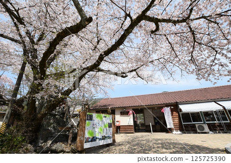 Cherry blossoms bloom at Kasagi Station on the Kansai Main Line 125725390