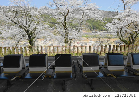Cherry blossoms bloom at Kasagi Station on the Kansai Main Line 125725391
