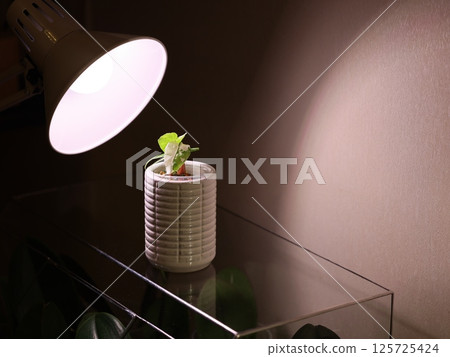 A stylish indoor plant complete with a grow light, all presented in a modern pot design A stylish indoor plant complete with a grow light, all presented in a modern pot design 125725424