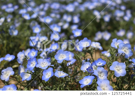 Nemophila May Golden Week Flower language Long vacation Blue sky Park Travel Photo Excursion Date Nemophila May Golden Week Flower language Long vacation Blue sky Park Travel Photo Excursion Date 125725441