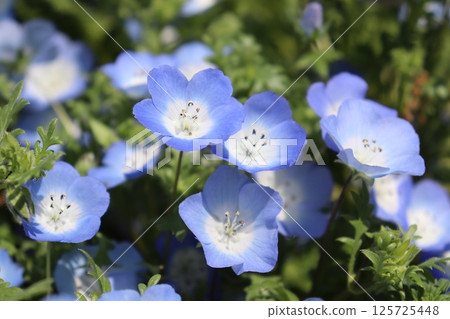 Nemophila May Golden Week Flower language Long vacation Blue sky Park Travel Photo Excursion Date 125725448