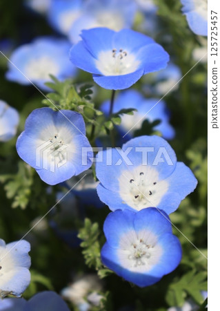 Nemophila May Golden Week Flower language Long vacation Blue sky Park Travel Photo Excursion Date 125725457