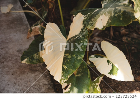 CloseUp of Variegated Leaves in a Beautiful Natural Setting Surrounded by Various Flora and Plants 125725524