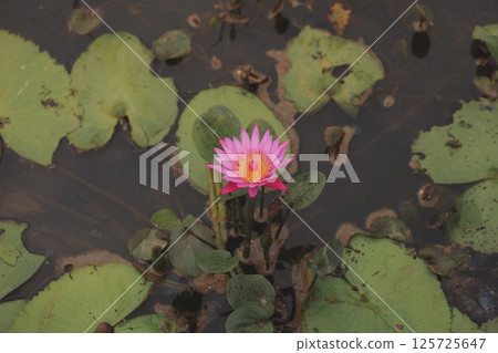 A Beautiful Pink Water Lily Flourishing Amidst Lush Green Leaves in a Picturesque Setting 125725647