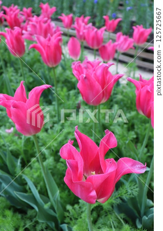 Nunobiki Herb Garden, Shin-Kobe Station, Shinkansen, tourist destination, sightseeing, inbound, tulips, date spot, Kobe city Nunobiki Herb Garden, Shin-Kobe Station, Shinkansen, tourist destination, sightseeing, inbound, tulips, date spot, Kobe city 125725667