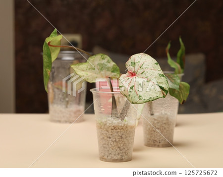 Indoor Plant Propagation Using Cups Filled with Pearl Soil for Improved Growth and Aesthetics Indoor Plant Propagation Using Cups Filled with Pearl Soil for Improved Growth and Aesthetics 125725672